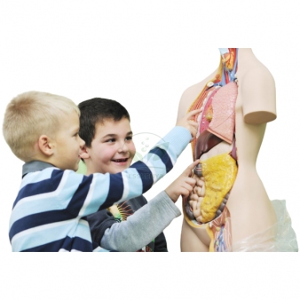 Human System Model